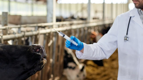 В России зарегистрировали вакцину от маститов коров
